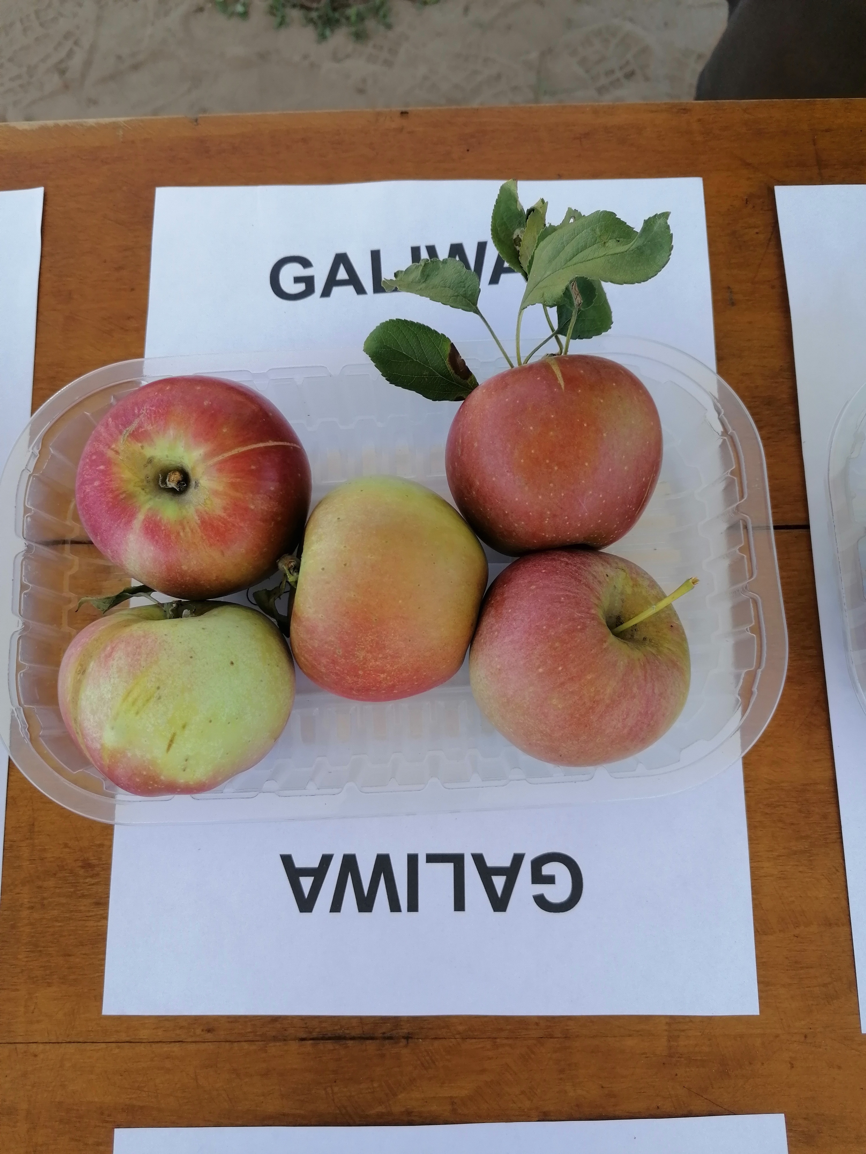 Galiwa CH 101 almafa